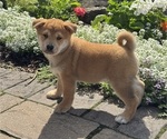 Small Shiba Inu