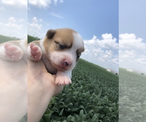 Pembroke Welsh Corgi Puppy for sale in ARTHUR, IL, USA
