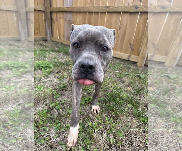 Medium Photo #2 American Staffordshire Terrier-Unknown Mix Puppy For Sale in Jackson, MS, USA