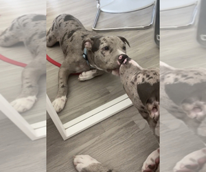 American Bully Mikelands -Unknown Mix Puppy for sale in LOS ANGELES, CA, USA