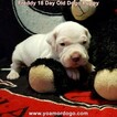 Small Photo #220 Dogo Argentino Puppy For Sale in PINEVILLE, MO, USA
