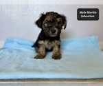 Small #4 Morkie