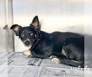 Chihuahua-Unknown Mix Dogs for adoption in Washington, DC, USA