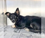 Small Chihuahua Mix