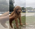 Puppy Puppy 2 Goldendoodle