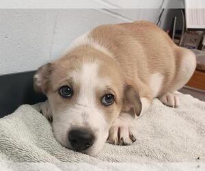 Border-Aussie Dogs for adoption in Ames, IA, USA