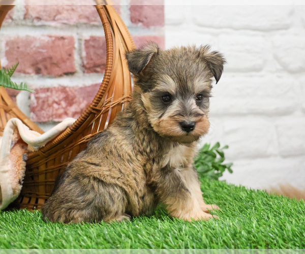 Medium Photo #11 Schnauzer (Miniature) Puppy For Sale in SYRACUSE, IN, USA