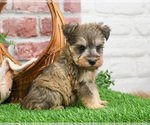 Small #10 Schnauzer (Miniature)