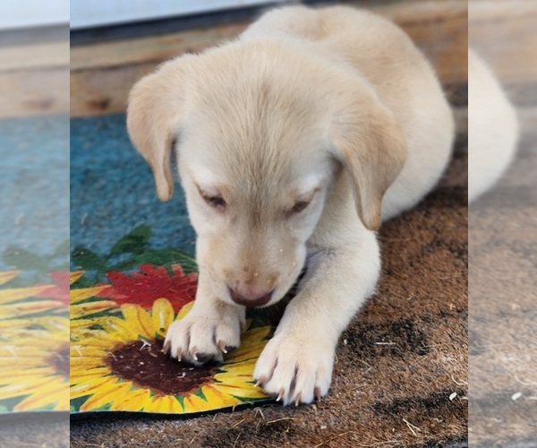 Medium Photo #4 Labrador Retriever Puppy For Sale in PADUCAH, KY, USA