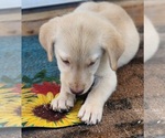 Small #3 Labrador Retriever