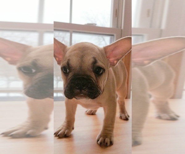 Medium Photo #17 French Bulldog Puppy For Sale in MANHATTAN, NY, USA