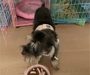 Mother of the Schnauzer (Miniature) puppies born on 07/21/2025