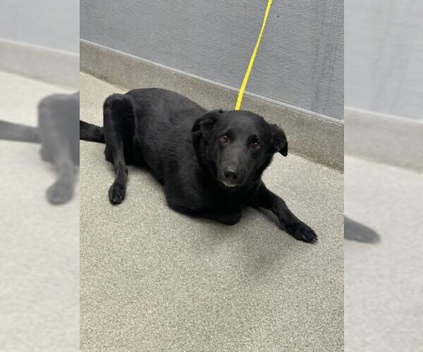 Medium Photo #1 Labrador Retriever-Unknown Mix Puppy For Sale in Las Vegas, NV, USA