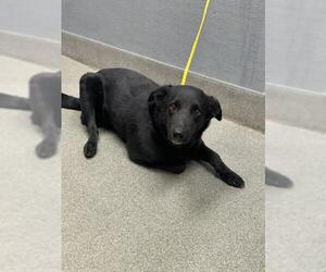 Labrador Retriever-Unknown Mix Dogs for adoption in Las Vegas, NV, USA