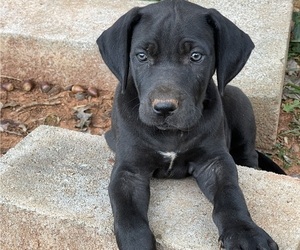 Great Dane Puppy for sale in ROCKWELL, NC, USA
