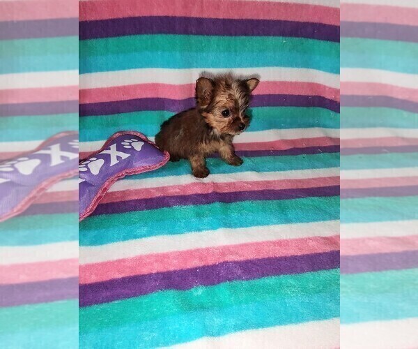 Medium Photo #22 Yorkshire Terrier Puppy For Sale in LAPEER, MI, USA