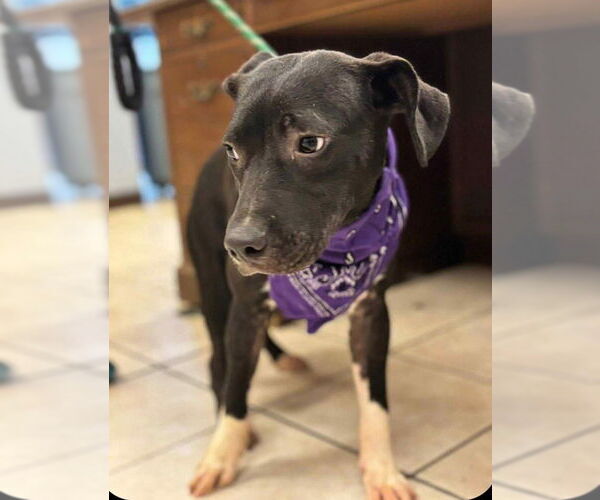 Medium Photo #3 American Pit Bull Terrier-Labrador Retriever Mix Puppy For Sale in Benton, PA, USA