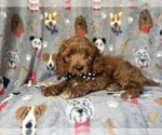 Image preview for Ad Listing. Nickname: Colt