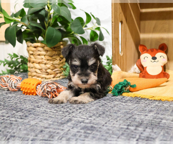 Medium Photo #6 Schnauzer (Miniature) Puppy For Sale in SYRACUSE, IN, USA