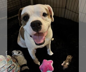 Poppy - Female American Bulldog-Unknown Mix Dog for Adoption - Photo #4