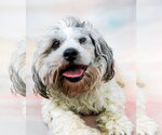 Small Poodle (Miniature)