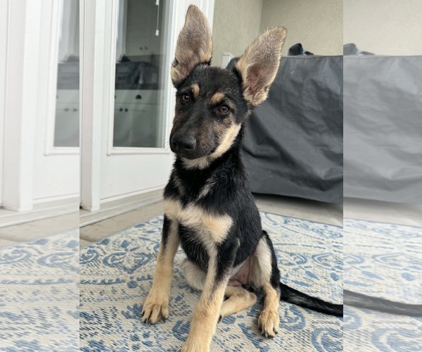 Medium Photo #8 German Shepherd Dog Puppy For Sale in Sandy, UT, USA