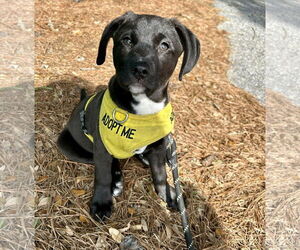 Mutt Dogs for adoption in Mount Pleasant, SC, USA