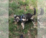 Small #1 Siberian Husky Mix