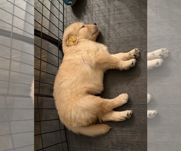 Medium Photo #9 Golden Retriever Puppy For Sale in EXTON, PA, USA