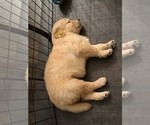 Small #8 Golden Retriever