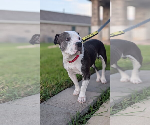 Medium Photo #8 Mutt Puppy For Sale in The Woodlands, TX, USA