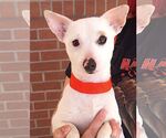 Small #1 Chihuahua