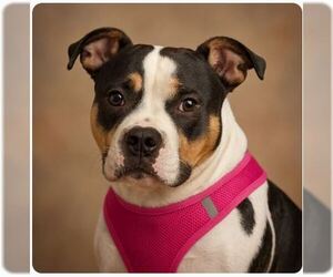 American Staffordshire Terrier-Boston Terrier Mix Dogs for adoption in Holly Springs, NC, USA