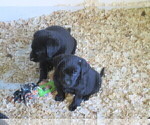 Small Photo #2 Labrador Retriever Puppy For Sale in ATHOL, MA, USA