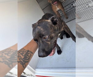 Mutt Dogs for adoption in Houston, TX, USA