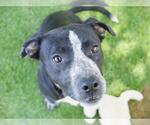 Small #1 American Staffordshire Terrier Mix