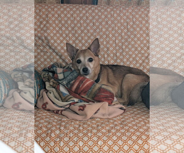 Medium Photo #3 Chihuahua-Unknown Mix Puppy For Sale in Farmington, MN, USA