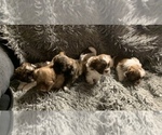 Small Photo #3 ShihPoo Puppy For Sale in MARION, NY, USA