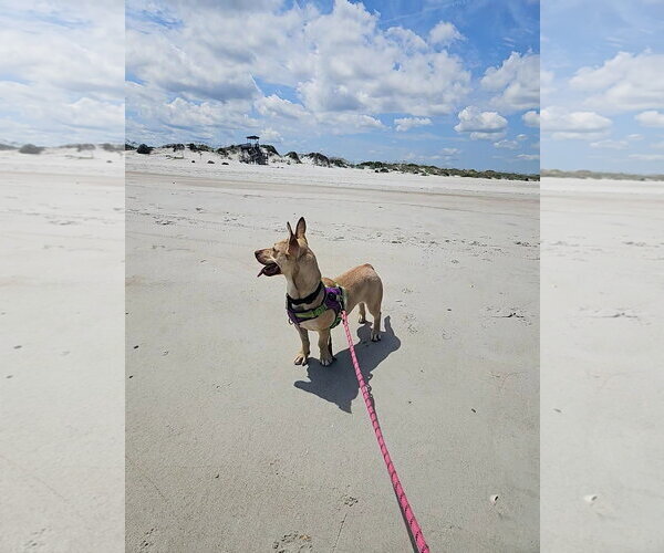 Medium Photo #6 Mutt Puppy For Sale in Sanford, FL, USA
