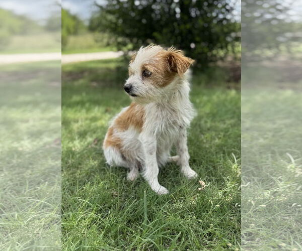 Medium Photo #2 Mutt Puppy For Sale in PIPE CREEK, TX, USA