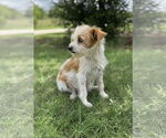 Small #1 Mutt
