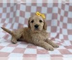 Small #3 Goldendoodle