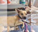Small Chihuahua Mix
