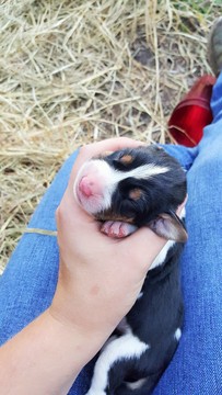 Medium Photo #1 Treeing Walker Coonhound Puppy For Sale in FORT RIPLEY, MN, USA