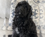Small #11 Cavapoo