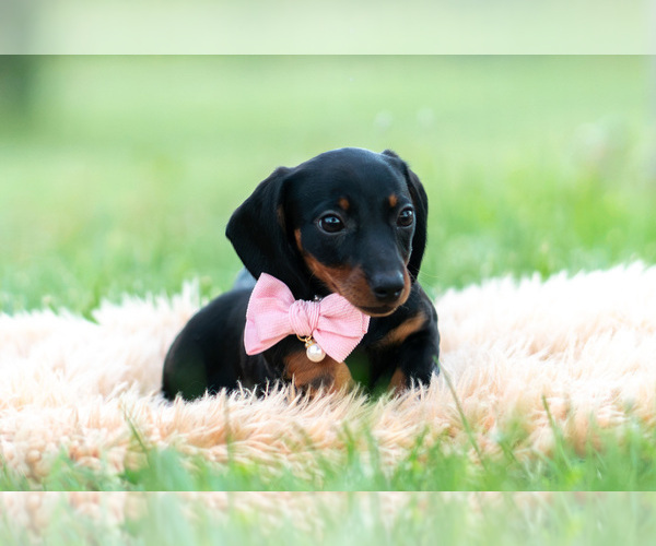 Medium Photo #11 Dachshund Puppy For Sale in WARSAW, IN, USA