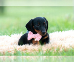 Small Photo #11 Dachshund Puppy For Sale in WARSAW, IN, USA