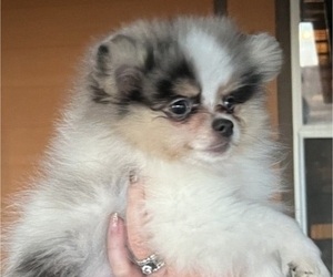 Pomeranian Puppy for sale in CALLISBURG, TX, USA