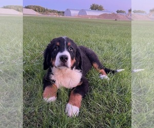 Bernese Mountain Dog Puppy for sale in ROANOKE, IL, USA