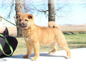 Shiba Inu Puppy for sale in CANTON, SD, USA